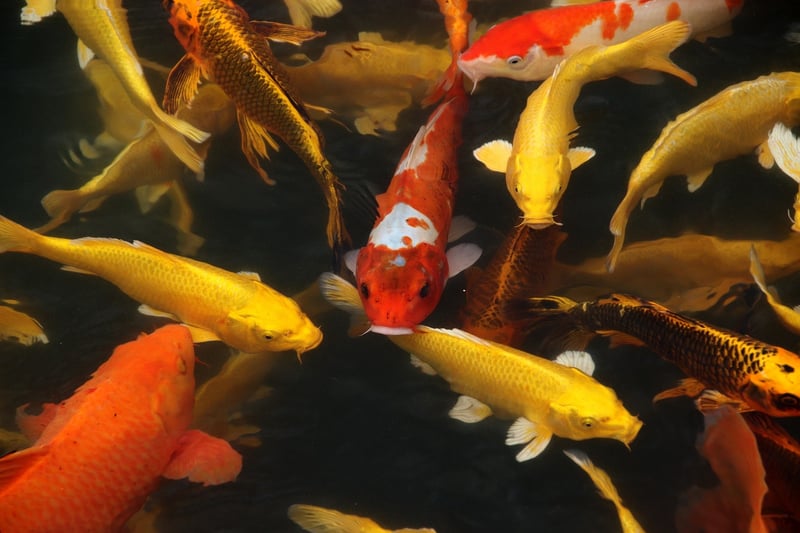 Deep Sea Fish