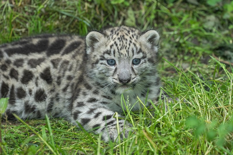 Snow Leopard